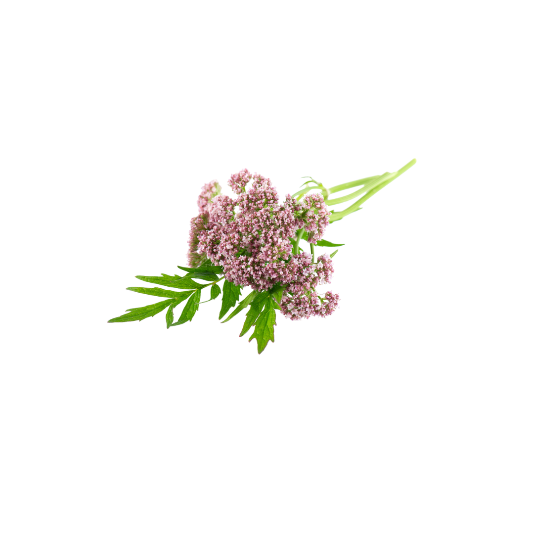 valeriana
