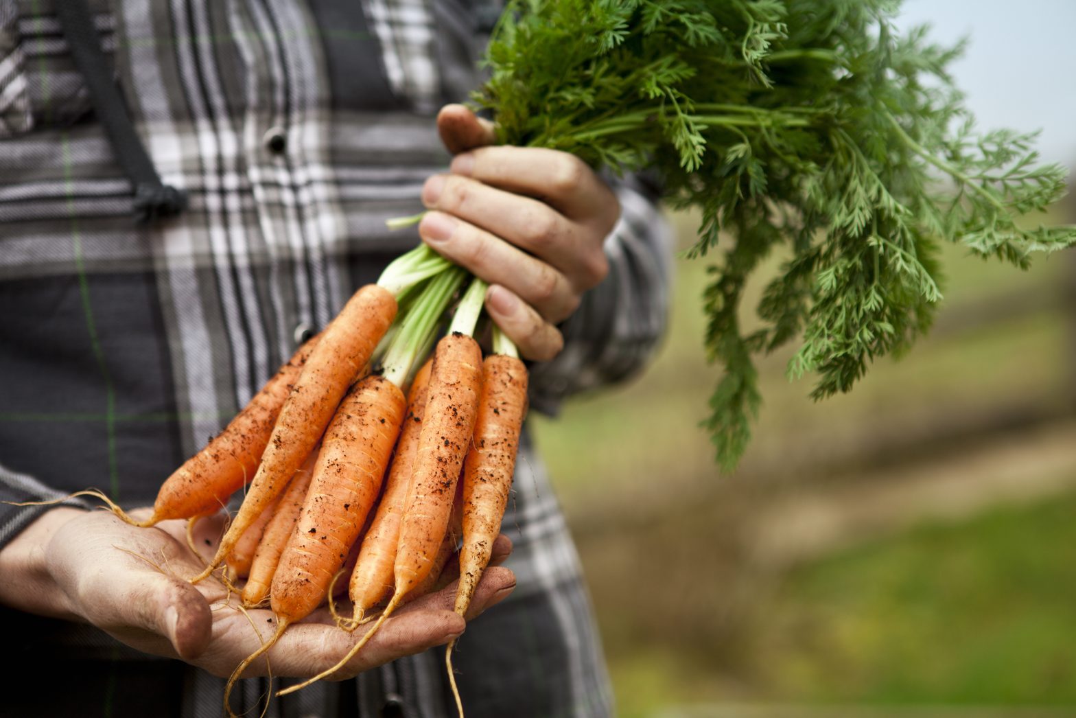 Jardineiro com um molho de cenouras orgânicas perfeitas numa horta.